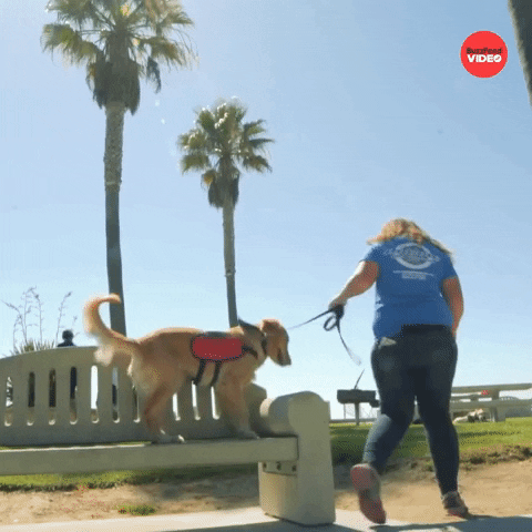 Dogs Puppy GIF by BuzzFeed