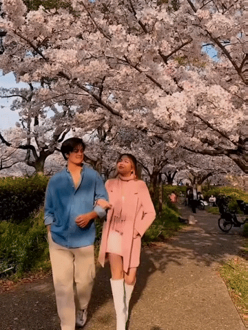 Cherry Blossoms Travel GIF