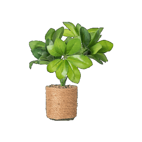 Planta Hojas Sticker by Vianney Oficial