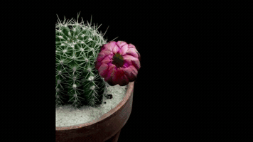 harriotshand  GIF