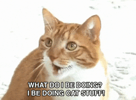 party cat GIF by Internet Cat Video Festival