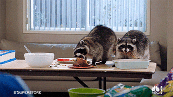 Nbc Raccoon GIF by Superstore