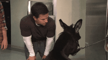 Snl GIF