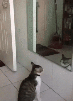 Catto playing