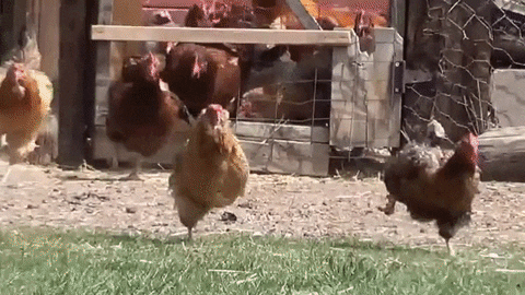ucieczka kurczaka GIF