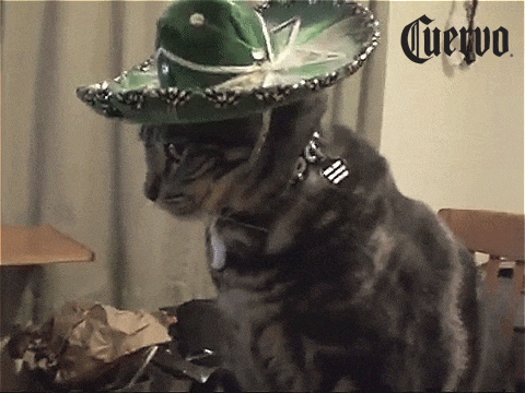 Tequila GIF - Find & Share on GIPHY