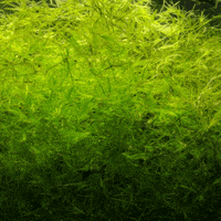 Plant Grass GIF by AquariumMe