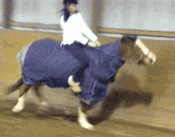 horse galloping GIF