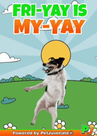 Happy Yeah Yeah Yeah GIF by PetJuvenate - PJ