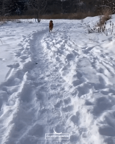 Dogs Fail GIF by Okayest Hunter