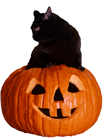Black Cat Halloween Sticker by Hunter Preston