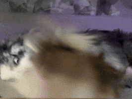 Dog GIF