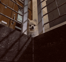 Dog Eyes GIF by Munjo Munjo