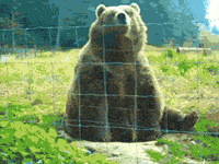 Gif Image