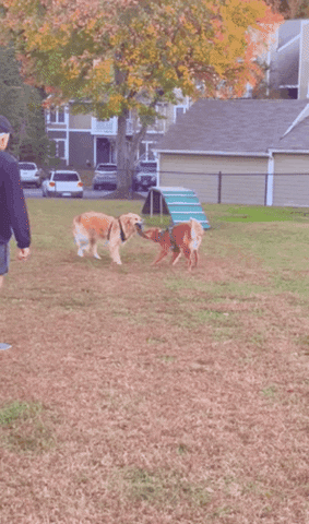 Golden Retrievers GIF