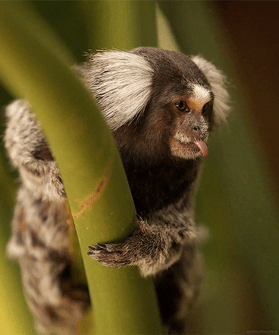 common marmoset GIF