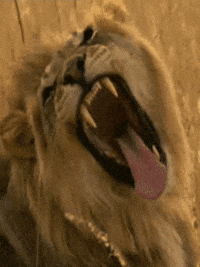 pics Wild Lion Attack Gif surprise attack gif by nat geo wild