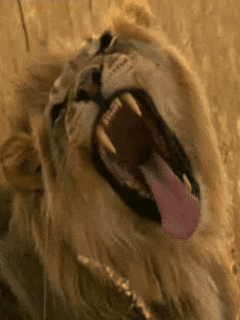 big cat lion GIF