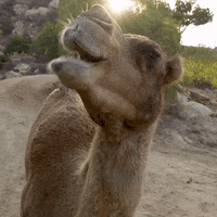 Explore funny camel GIFs