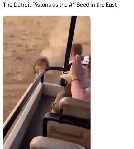 Lions GIF