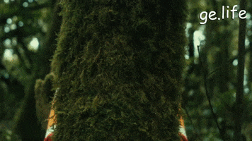 Tree Hugging Nature Love Hug GIF