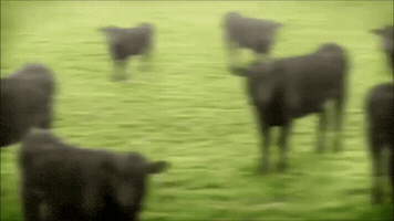 melaniejeanne happy dance dancing cow GIF