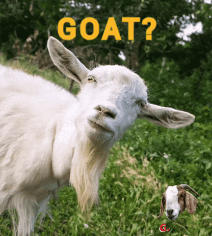 Goat GIF