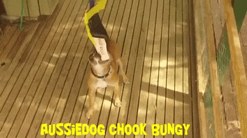 Aussie Dog Products GIF
