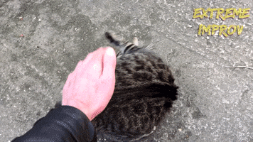 Cat Kitty GIF by Extreme Improv