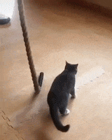 Cat Wow GIF by JustViral.Net