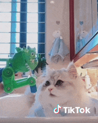 Chaton Gifs Get The Best Gif On Giphy