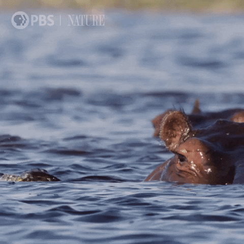 Pbs Nature Africa GIF by Nature on PBS