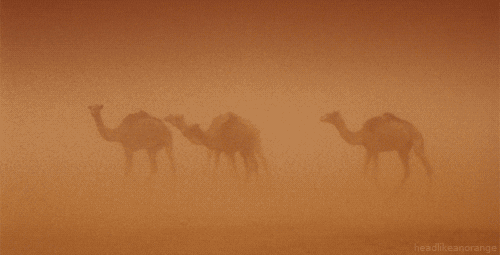 Camel Sahara GIF by Head Like an Orange - Find & Share on GIPHY