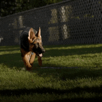 Democratic Party Dog GIF by The Democrats