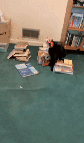 Animated GIF