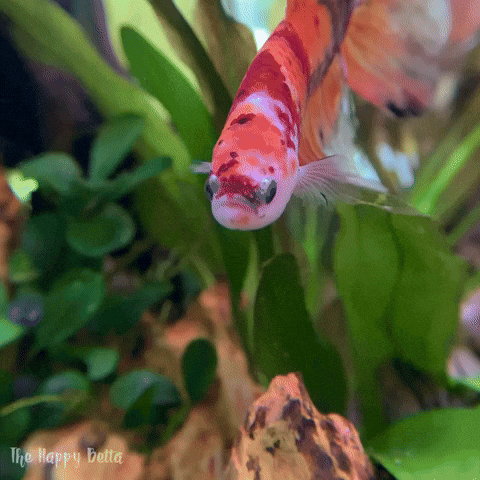 Betta Fish GIF by Matilyn