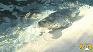 Hold On Swimming GIF by Brookfield Zoo