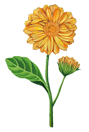 Source: Weleda