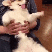 Happy Dog GIF by JustViral