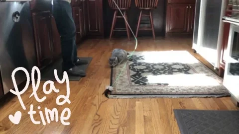 Play Time Cat GIF by Peninsula Humane Society & SPCA