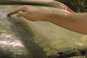 Mississippi Pollen GIF by Colsons Beer