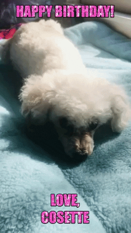 Poodle GIFs - Find & Share on GIPHY