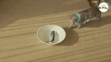 EloPets GIF