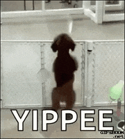 Yippee GIF by memecandy