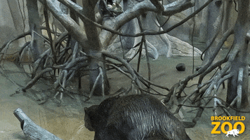Nervous River Otter GIF by Brookfield Zoo