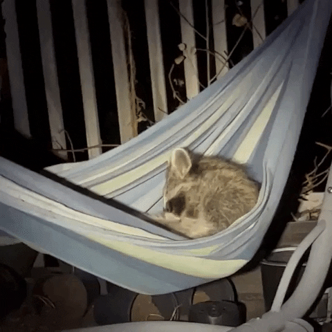 Raccoon Hanging GIF by Storyful
