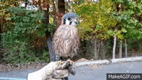 200w.gif