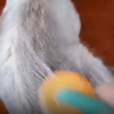 GIF animatu