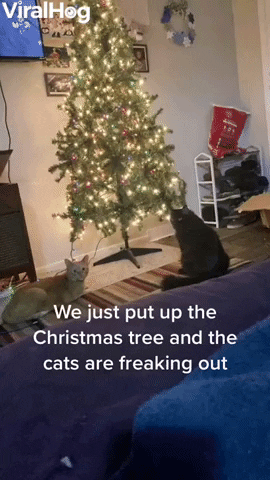 We Just Put Up The Christmas Tree And The Cats Are Freaking Out GIF by ViralHog
