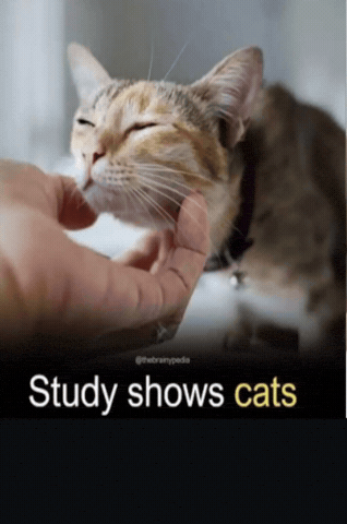 Cat Niche GIF